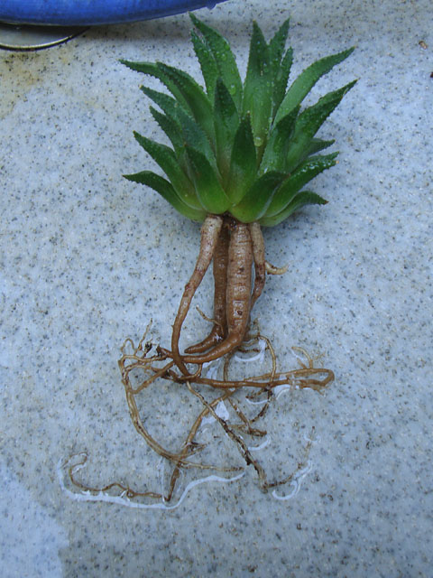 f:id:haworthii:20211106165014j:plain