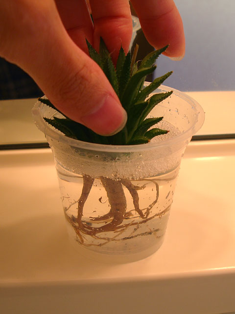 f:id:haworthii:20211106165416j:plain