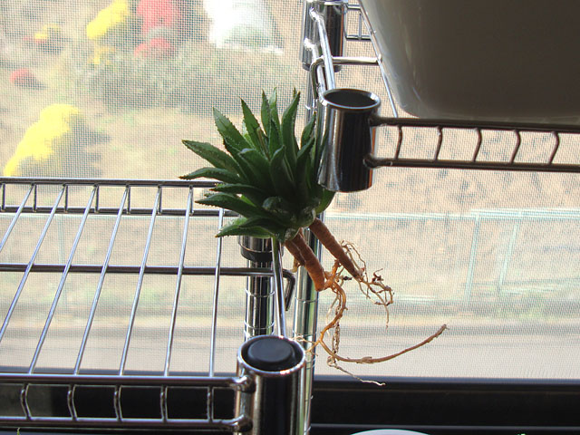 f:id:haworthii:20211106165624j:plain