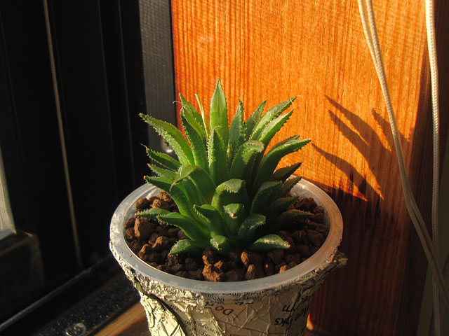 f:id:haworthii:20211106165658j:plain