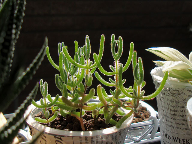 f:id:haworthii:20211107150215j:plain