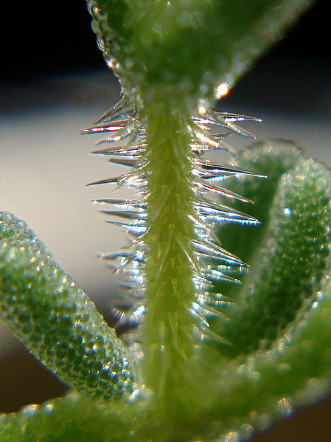 f:id:haworthii:20211107150706j:plain