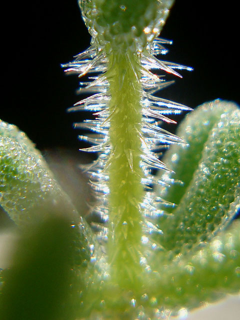 f:id:haworthii:20211107151953j:plain