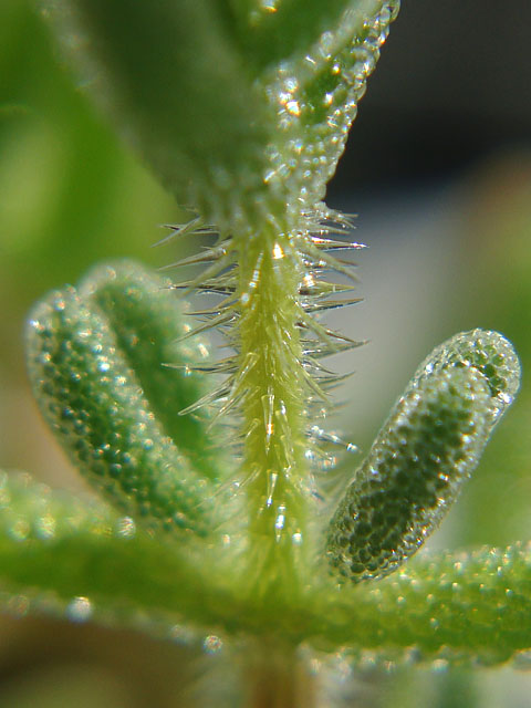 f:id:haworthii:20211107152838j:plain