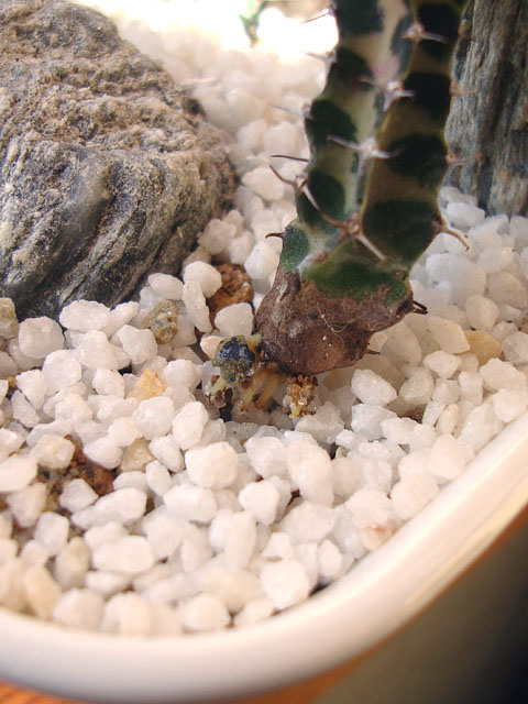 f:id:haworthii:20211130175806j:plain