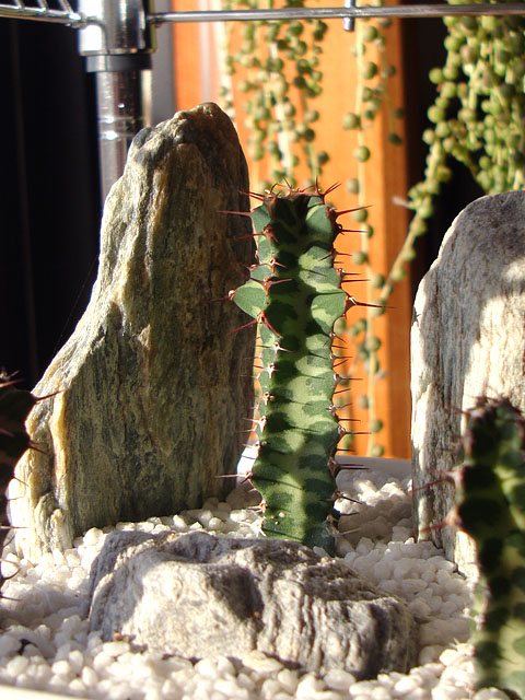 f:id:haworthii:20211130180737j:plain