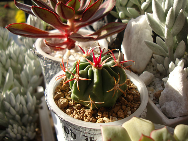 サボテン【成長記録:2021年・秋】 - 石と多肉植物 サボテン【成長記録:2021年・秋】 - 石と多肉植物