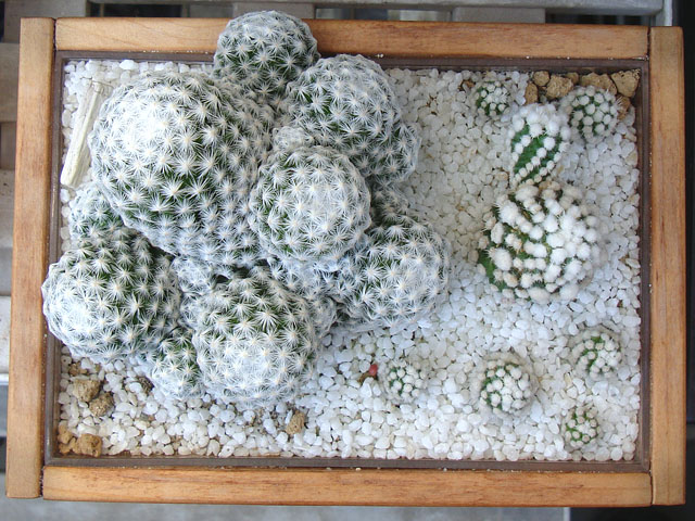 f:id:haworthii:20211203152540j:plain