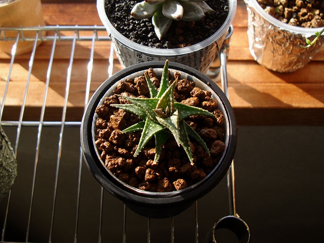 f:id:haworthii:20211209162908j:plain