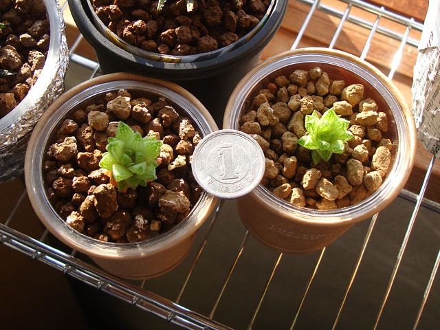 f:id:haworthii:20211209163540j:plain