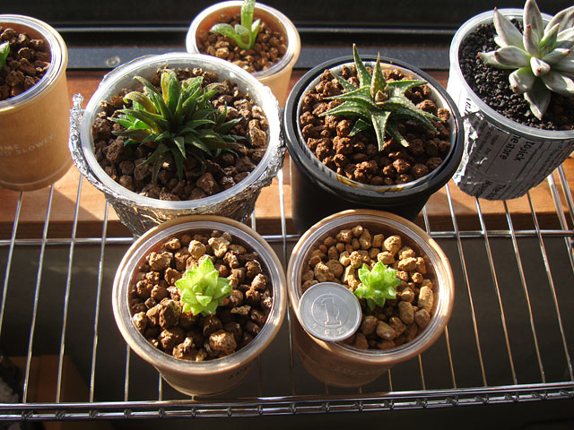 f:id:haworthii:20211209163612j:plain