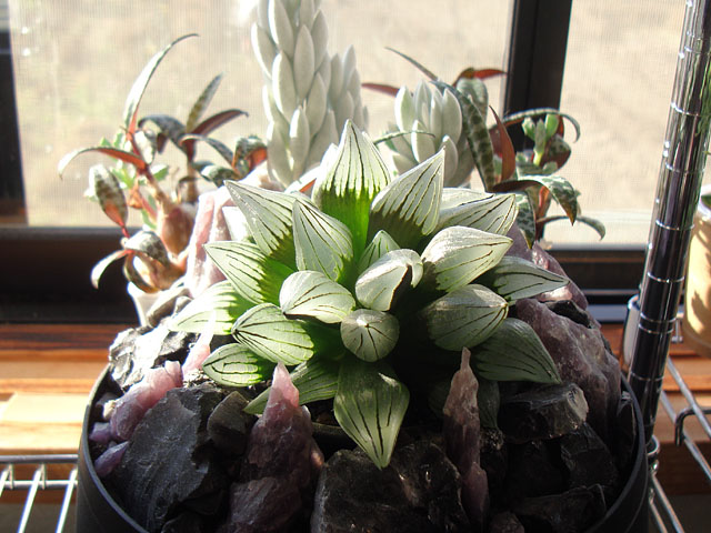 f:id:haworthii:20211212150901j:plain