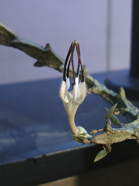真冬にセロペギア ボッセリの花は咲くのか 石と多肉植物