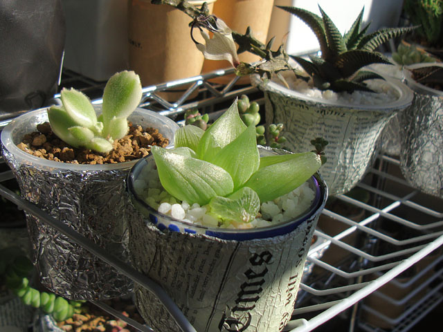 虹色に輝くメセンブリアントイデス 石と多肉植物