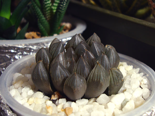 黒がカッコイイ多肉植物 - 石と多肉植物