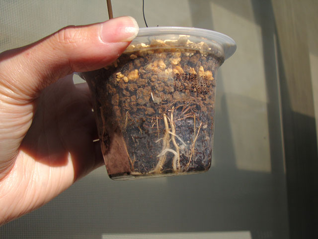 f:id:haworthii:20211225161957j:plain