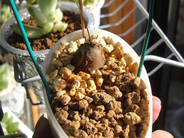 f:id:haworthii:20211225162234j:plain