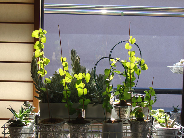 f:id:haworthii:20211225162322j:plain