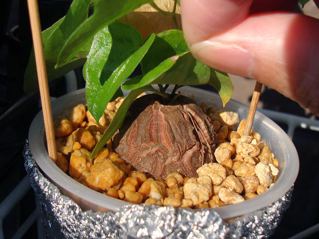 亀甲竜の実生⑩：腐らせない育て方 - 石と多肉植物