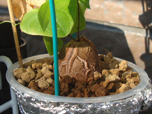 f:id:haworthii:20211225163604j:plain