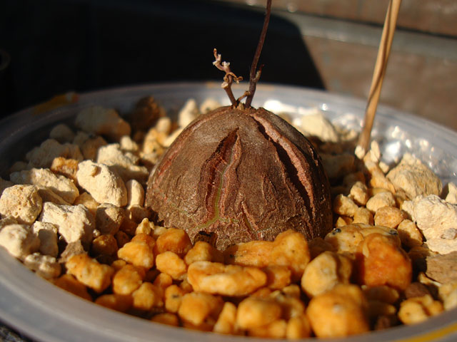 f:id:haworthii:20211225165019j:plain