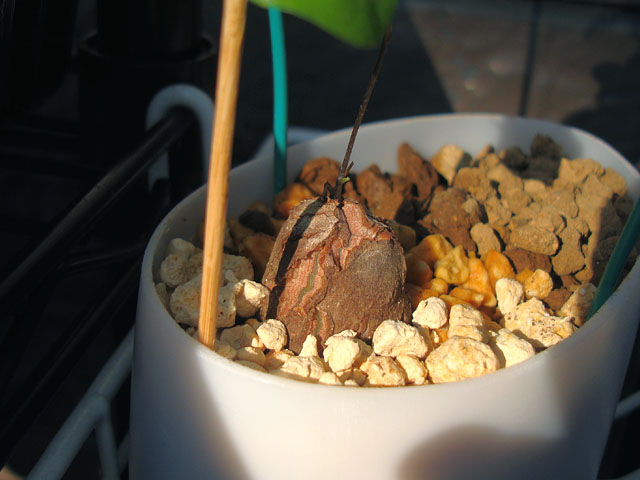 f:id:haworthii:20211225165406j:plain