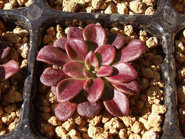 f:id:haworthii:20211227160804j:plain