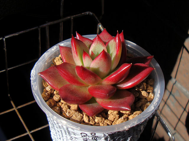 f:id:haworthii:20211227170639j:plain