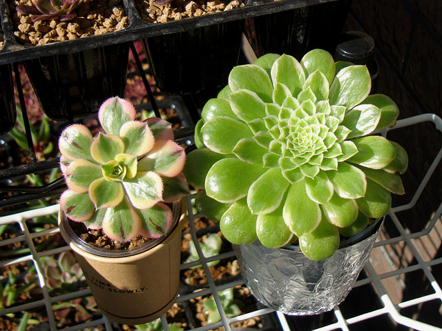 f:id:haworthii:20211227171547j:plain