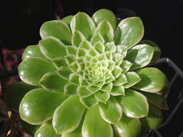 f:id:haworthii:20211227172556j:plain