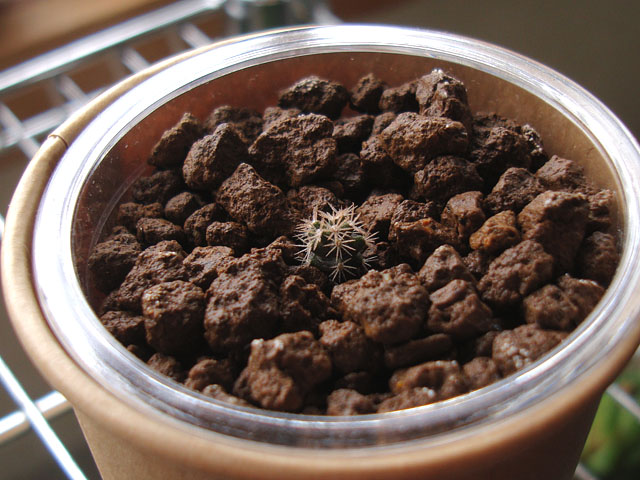 f:id:haworthii:20220110145602j:plain