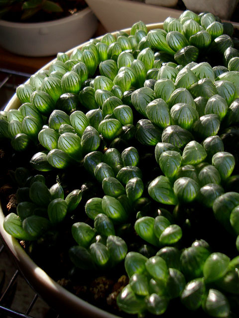 f:id:haworthii:20220118173219j:plain