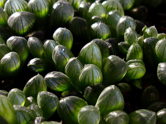 f:id:haworthii:20220118173512j:plain