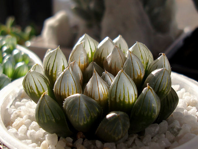 f:id:haworthii:20220118173921j:plain