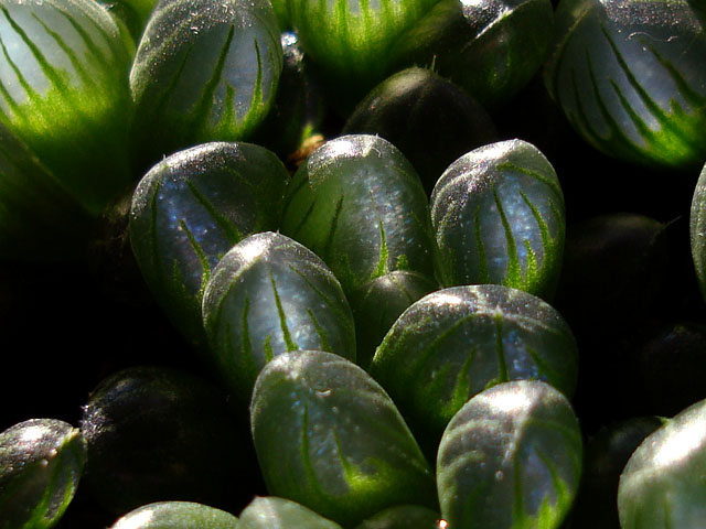 f:id:haworthii:20220118174635j:plain