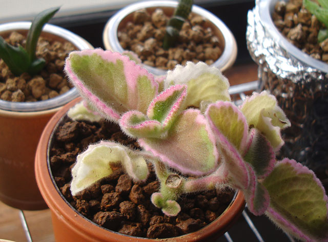 斑入りのアロマティカス - 石と多肉植物