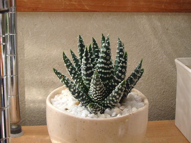 面白い模様の硬葉系ハオルチア - 石と多肉植物