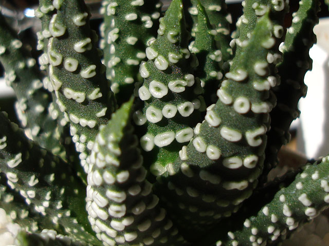 面白い模様の硬葉系ハオルチア - 石と多肉植物