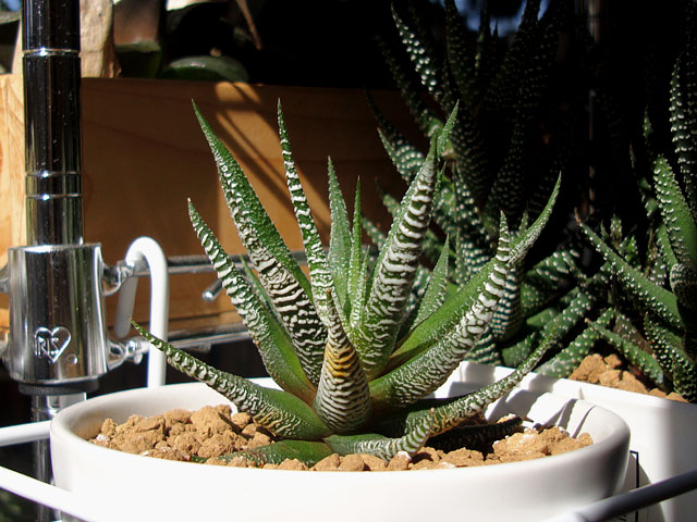 面白い模様の硬葉系ハオルチア - 石と多肉植物