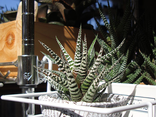 面白い模様の硬葉系ハオルチア - 石と多肉植物
