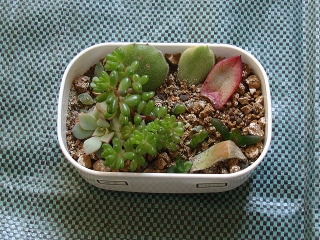 多肉植物　葉挿しセット お正月 大特価！】多肉植物 葉挿しセット 100枚SALE - メルカリ