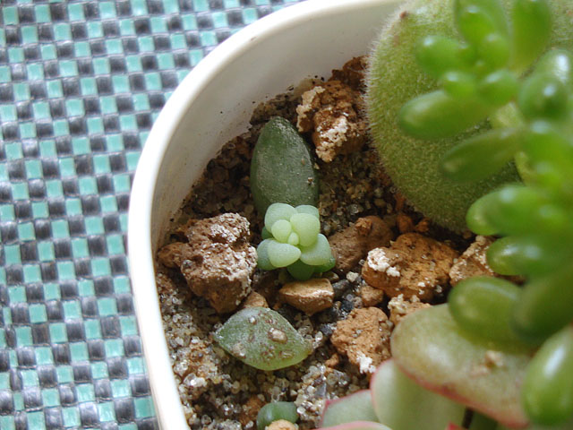 雑な葉挿しを植え替える - 石と多肉植物