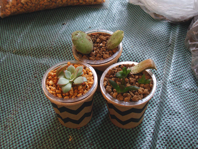 雑な葉挿しを植え替える - 石と多肉植物