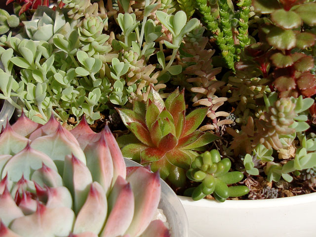 f:id:haworthii:20220212163643j:plain