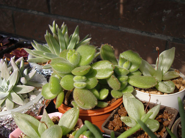 f:id:haworthii:20220212163720j:plain