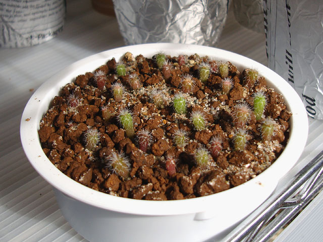 f:id:haworthii:20220216170956j:plain