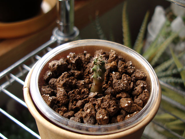 f:id:haworthii:20220216171202j:plain