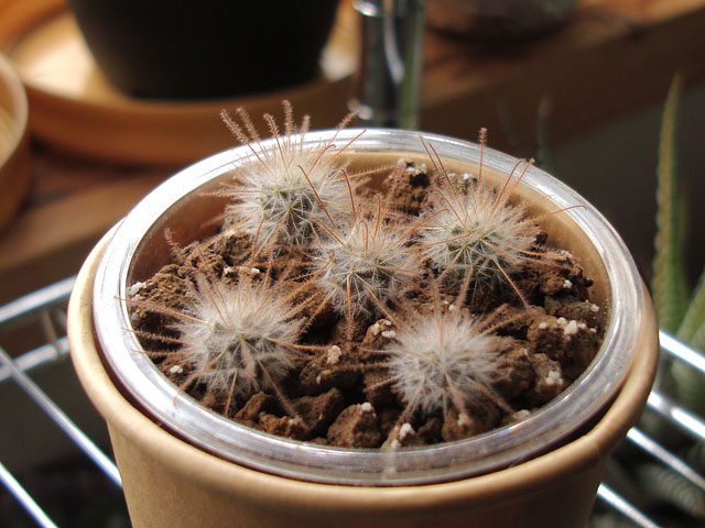 f:id:haworthii:20220216171622j:plain