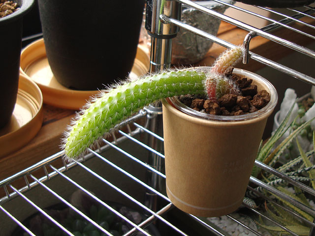 f:id:haworthii:20220216171850j:plain