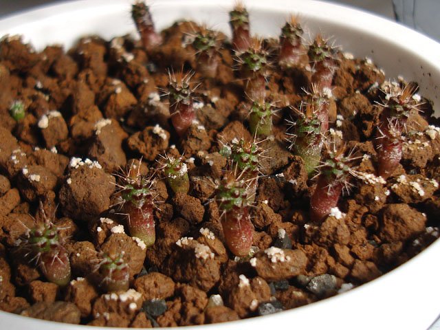 f:id:haworthii:20220216172442j:plain